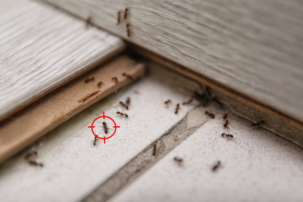 Best Ant Control Services  in Walnut Creek, NC