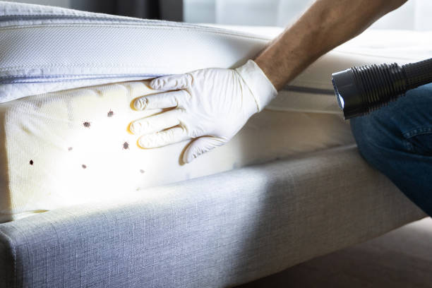 Best Pest Inspection Near Me  in Walnut Creek, NC