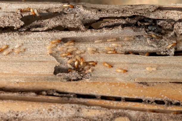 Best Commercial Pest Control Services  in Walnut Creek, NC