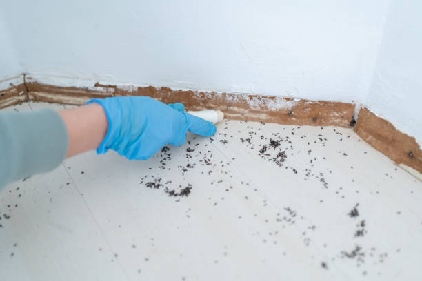 Best Flea Control Services  in Walnut Creek, NC